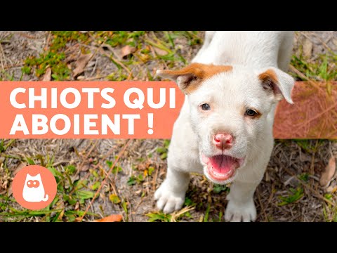 CHIOTS qui ABOIENT 🐶 🔊 vidéo de chiot MIGNON et ADORABLE !