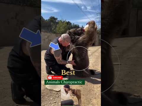 #chiropractic #duet #pistenbully #dog #puppy #animals #funny #hund #cutedog #asmr