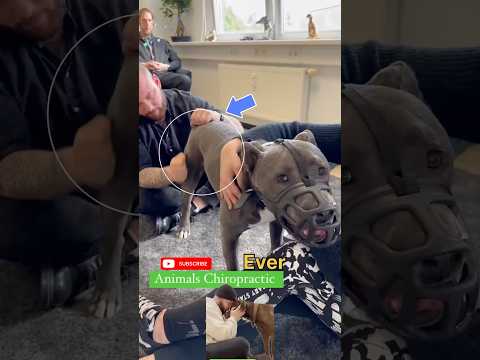 #chiropractic #duet #pistenbully #dog #puppy #animals #funny #hund #cutedog #asmr