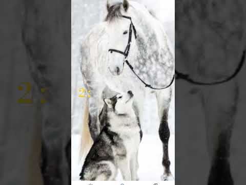 choisis ton duo chien cheval #short