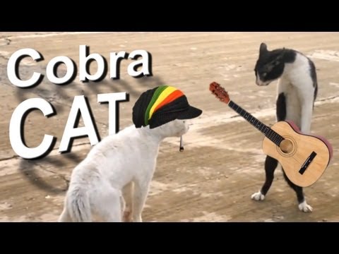 COBRA CAT – PAROLE DE CHAT