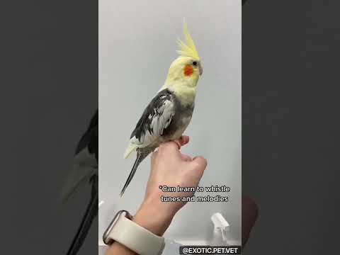 Cockatiel Facts By A Veterinarian