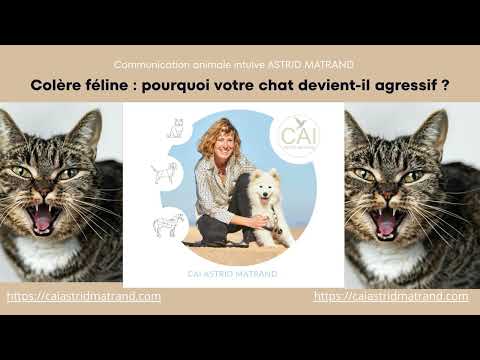 Colère féline : pourquoi votre chat devient-il agressif ?