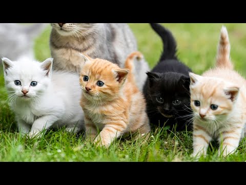 Colorful Kittens Chase Mice in the Garden – Cute Cat Video