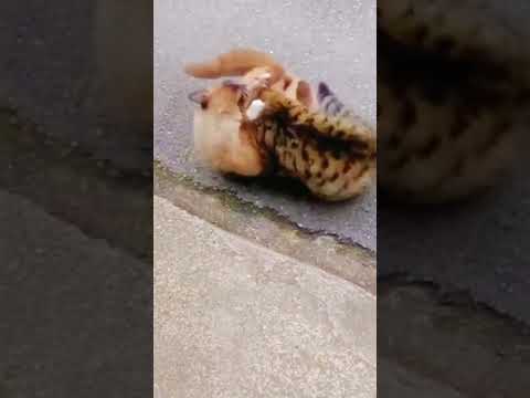 Combat de rue SURPRENANT entre 2 chats !🐈