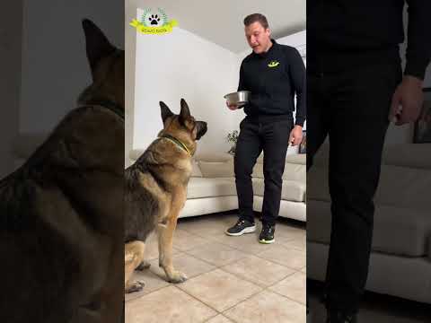 Comment apprendre à votre chien à aboyer sur commande