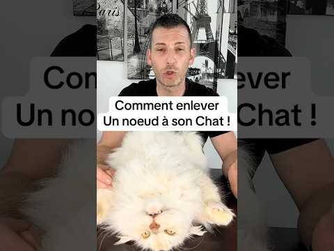 Comment enlever un noeud a son chat #cat #pets #chat #animaux #astuce #toilettage