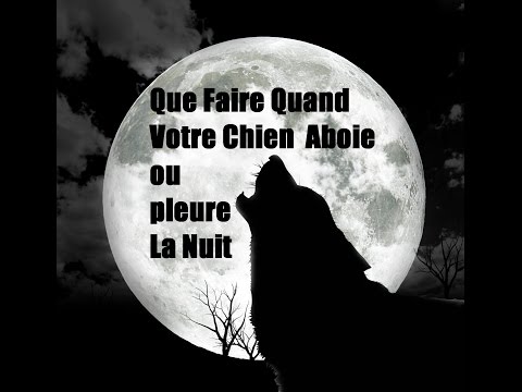 comment faire quand votre chien aboie la nuit