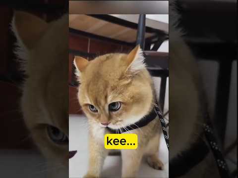 Comment Montrer Votre Colère aux Chats avec des Sons ! 🐱💢
