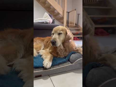 Comment rafraîchir ton chien pendant la canicule 😜 #dog #goldenretreiver #canicule #chaud