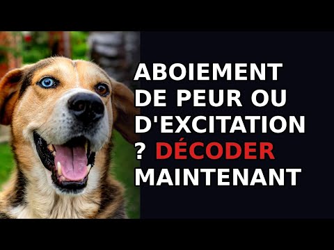 Comment savoir si votre chien aboie de peur ou d'excitation ?