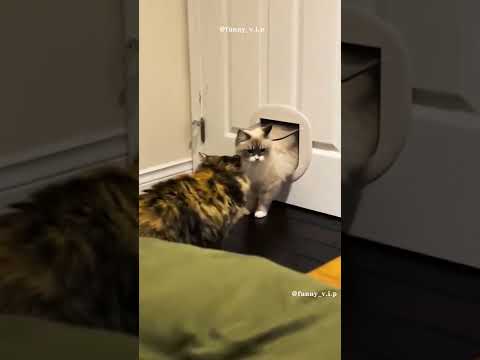 Compilation de chat 🐈 drôle : mourir de rire #shorts# 01