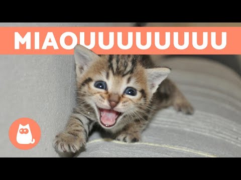 Compilation de CHATS qui MIAULENT