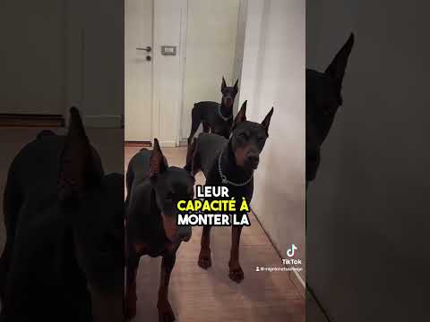 Connaissez vous un meilleur chien de garde ?!😱🐶#chien #animals #cute #doberman