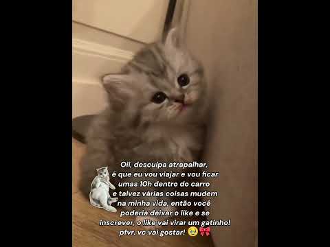 Consegue ? ✿ #naofloppa #gato #pets #porfavor