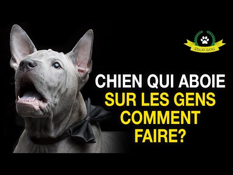 CONSEILS & ASTUCES SUR L'ABOIEMENT SUR LES GENS