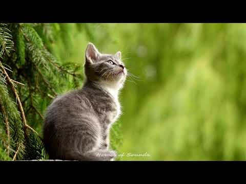Cri du chat – le miaulement