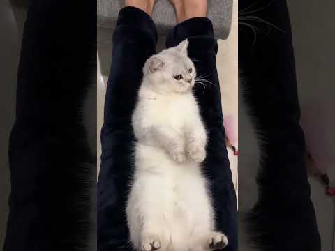 Cute kittens❤️【30】#shorts #cutecat520 #cat #kittens #pets