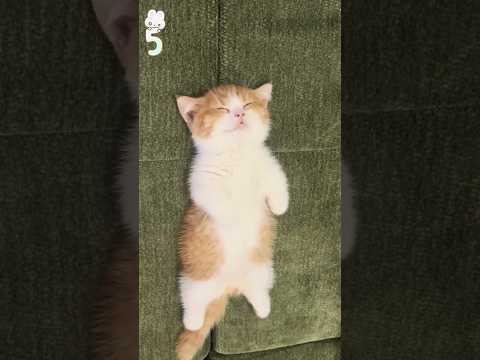 CY 5 Cat Sleep Poses—Each Reveals Their Secret 🐱💤#animals #funny #shortfeed #science #kitty