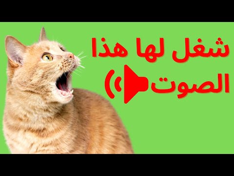 أصوات ستدهش قطتك و تجعلها مجنونة تتحرى مصدر الصوت
