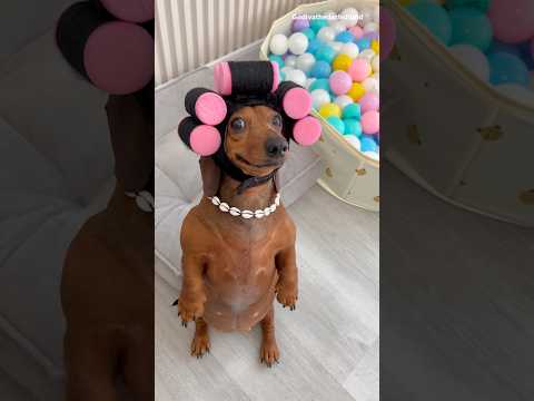 Dachshund have many moods #dog #dogs