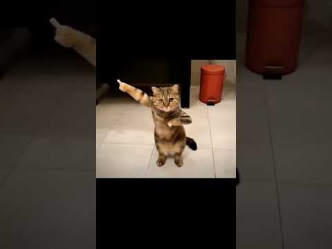 dancing cat chat qui danse #chat  #dance #dancing #cat  #cat #funny #pets #cute
