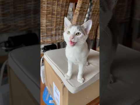 Déjà trois mois que j’ai récupéré le chaton lascar ! Et voilà son évolution tout en miaou ! 😸 #chat