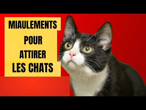 Des miaulements pour ATTIRER les Chats (Des miaulements pour que votre chat vienne à vous)