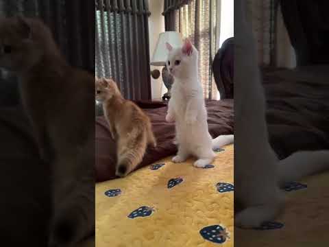 des minis humains 🥰 #cat #chat #animals #trending #shorts #fyp #pets #kitten #cute #animaux #viral