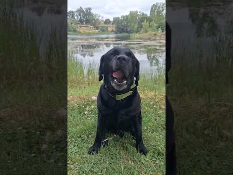 désolé #pluie #meteo #bisous #labrador #toutou #chien #rire #love #amour #cute #link #dog #animaux