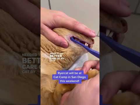 Do You Brush Your Cat’s Teeth? #shorts