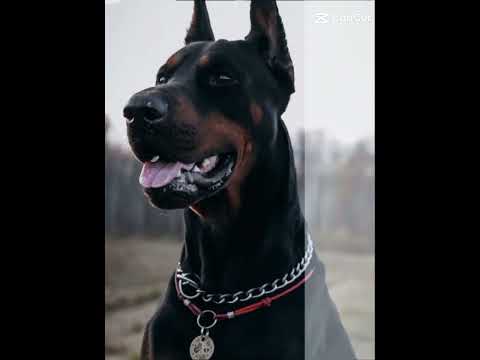 Doberman #animal #chien #doberman #canidae
