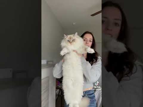 Does Sushi pass the ragdoll cat test?