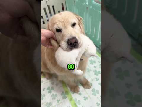 Dog Adopts Tiny Kittens #shorts #shortsfeed #usashorts #viralvideo #commentary #pets #animals #cats