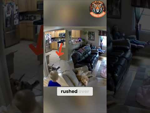 Dog Defends Boy from Angry Cat Attack! 🐕🐈🔥