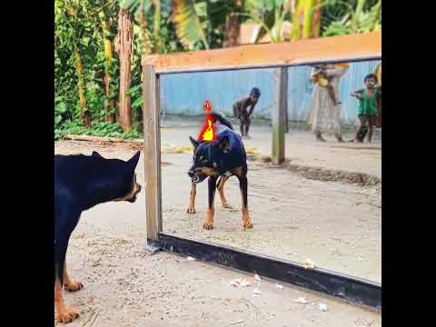 Dog vs ITSELF  – Bro Found His Twin 💀| Unscripted Mirror Moment
