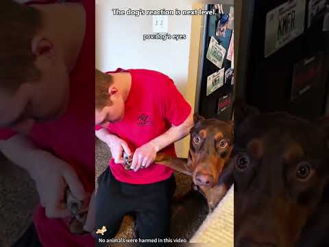 Dogs Being Funny #dogs #funnyvideo #shorts #viral