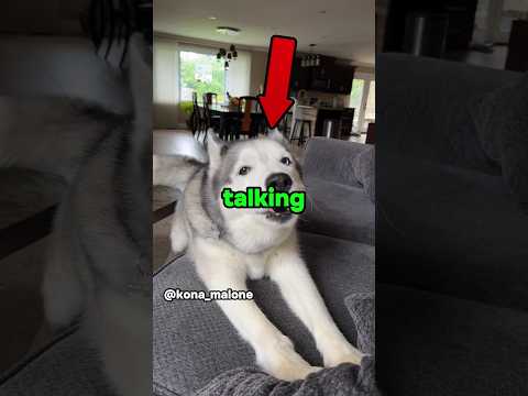 Dogs can talk.      #dog #funny #pets