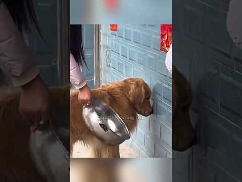 Dog's Revenge When Treated Beyond Limits