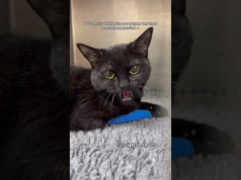 Dompter des chats pas contents 😂😂 #cat #chat #veterinaire #kitten #animaux #pets #animals