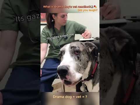 Drama dog + vet = ? 🐶💊 #dog #funny #animals