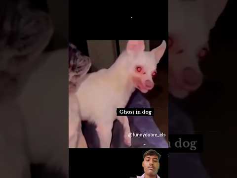 आपके कुत्ते के साथ कभी ऐसा हुआ है #pets #animals #ghost #horror #scary #dog #shorts