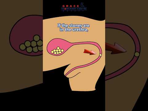 ✂️Vet surgeon explains cystotomy in pets #cystotomy