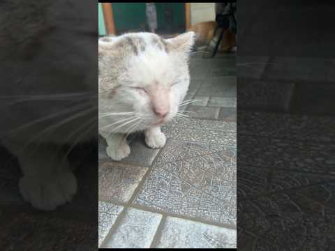 初めて猫に文句を言われた赤ちゃん、どうしていいか分からず固まってしまう○○○#cat #cats #baby