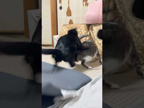 怒りマーク猫