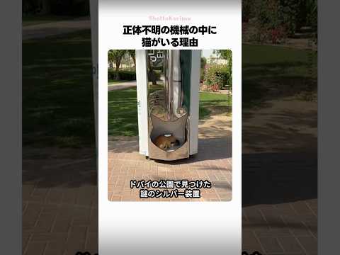 正体不明の機械の中に猫がいる理由
