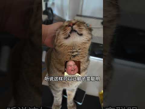 给脑子开开光#cat #cute #funnycats #cutecat #funny #pets #animals #chat #kitten #catlove