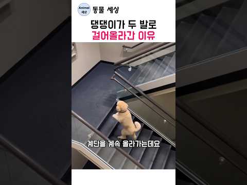 댕댕이가 두 발로 걸어올라간 이유