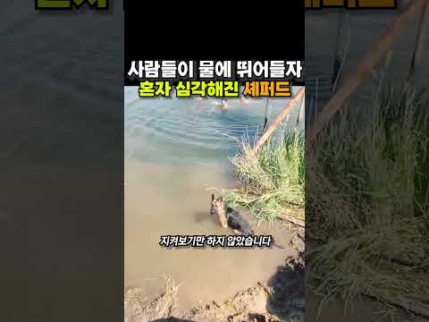 사람들이 물에 뛰어들자, 혼자 심각해진 셰퍼드 😭😭