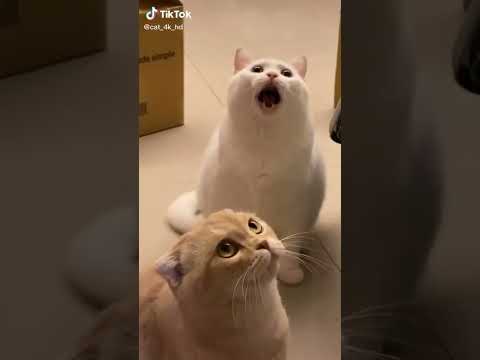 Ecoutez comment ce chat miaule